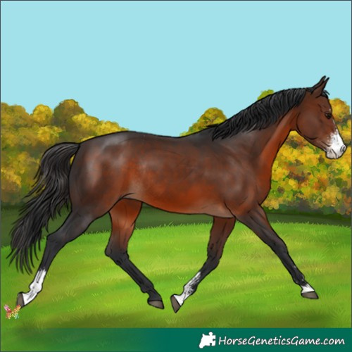 Horse Color:Brown Sabino Rabicano 