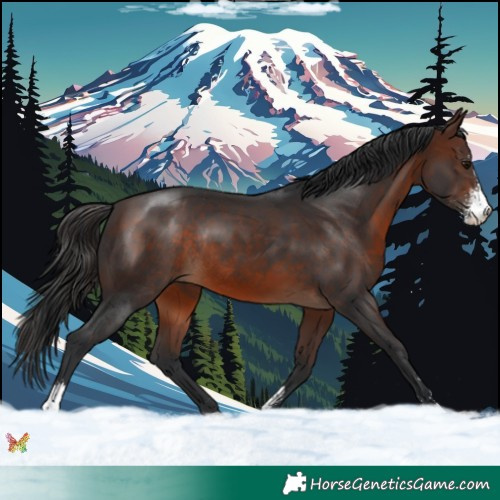 Horse Color:Brown Sabino Rabicano 