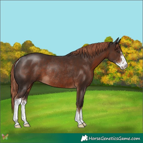 Horse Color:Liver Chestnut Sabino Rabicano