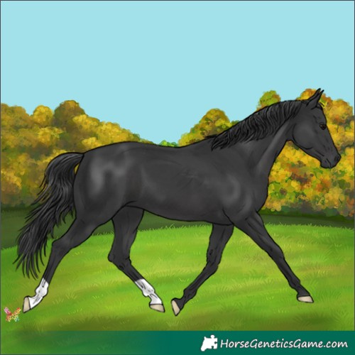 Horse Color:Black 
