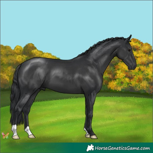 Horse Color:Black 