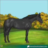 Horse Color:Black 