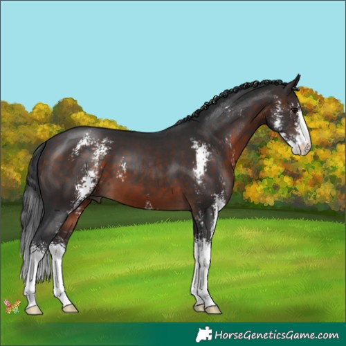 Horse Color:Brown Sabino 