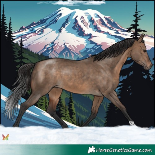 Horse Color:Brown Dun 