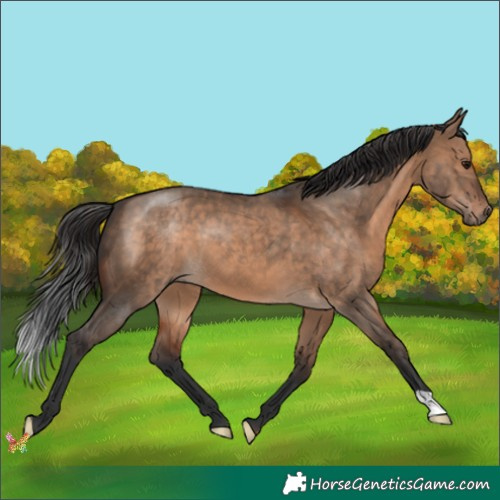Horse Color:Brown Dun 