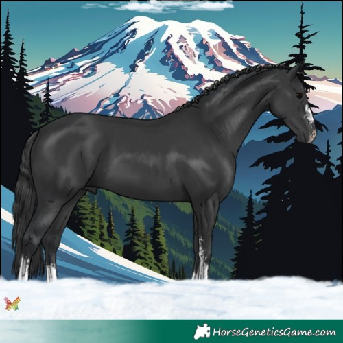 Horse Color:Black Sabino 