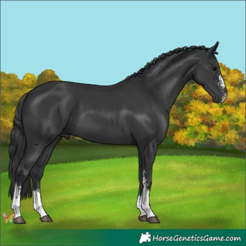 Horse Color:Black Sabino 