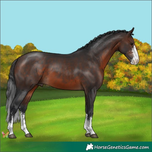 Horse Color:Brown Sabino 