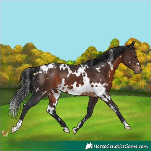 Horse Color:White Spotted Brown 