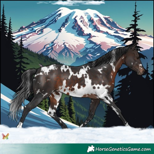 Horse Color:White Spotted Brown 