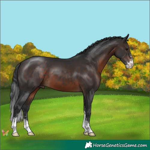 Horse Color:Brown Sabino 
