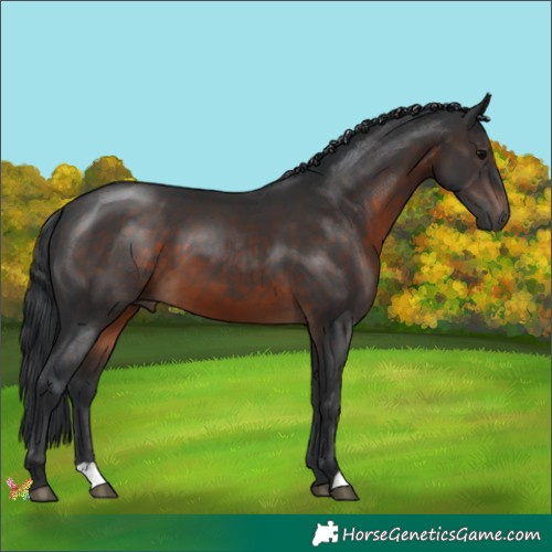 Horse Color:Brown 