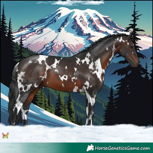 Horse Color:White Spotted Brown 