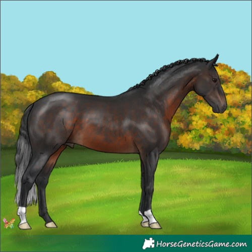 Horse Color:Brown 