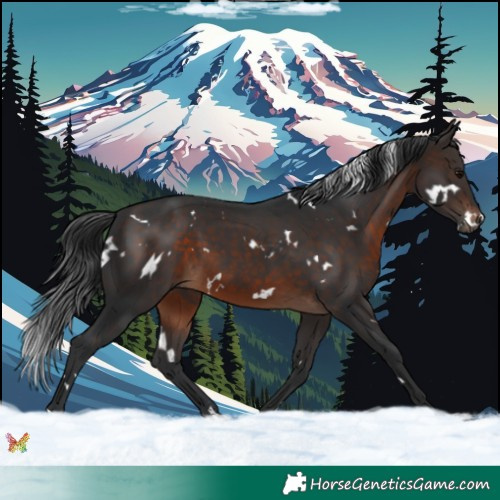 Horse Color:White Spotted Brown 