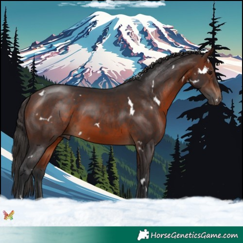 Horse Color:White Spotted Brown 
