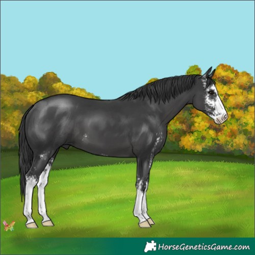 Horse Color:Black Sabino 
