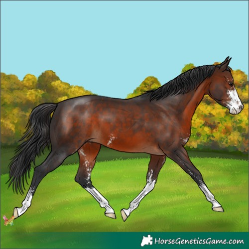 Horse Color:Brown Sabino 