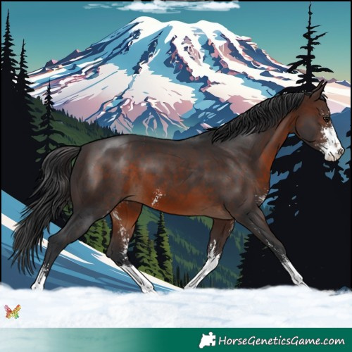 Horse Color:Brown Sabino 