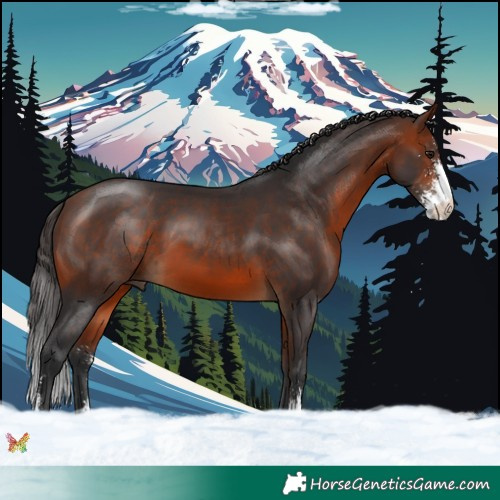 Horse Color:Bay Sabino 