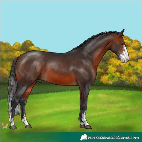 Horse Color:Bay Sabino 