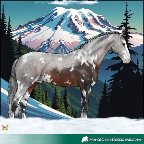 Horse Color:White Spotted Brown Sabino 