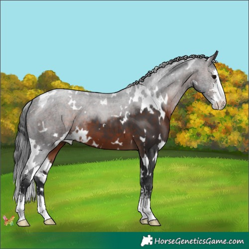 Horse Color:White Spotted Brown Sabino 