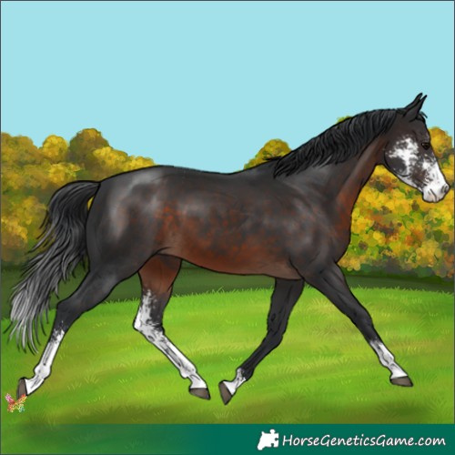 Horse Color:Brown Sabino 