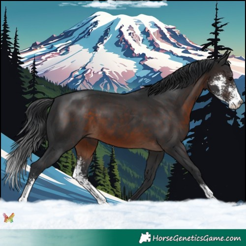 Horse Color:Brown Sabino 