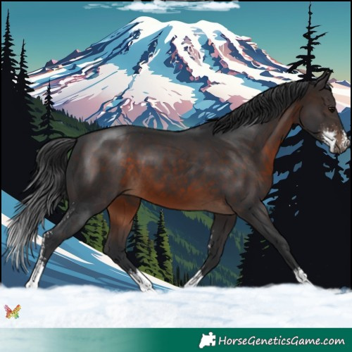 Horse Color:Brown Sabino 
