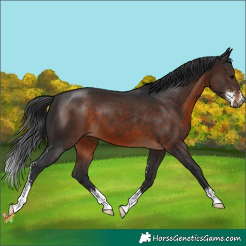 Horse Color:Brown Sabino 