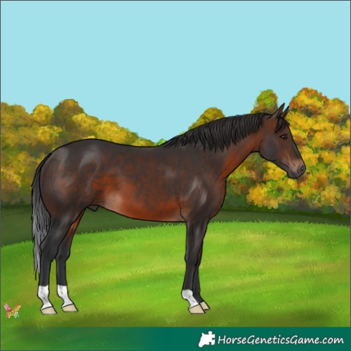 Horse Color:Brown 