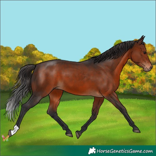Horse Color:Brown 