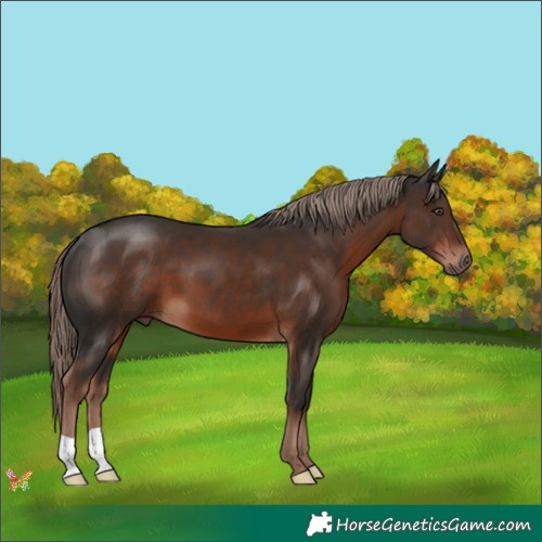 Horse Color:Liver Chestnut 
