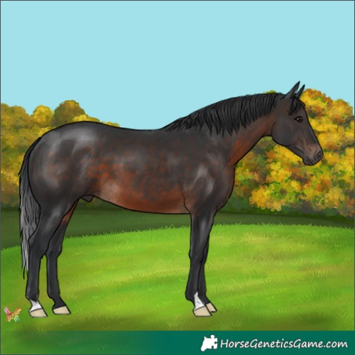 Horse Color:Brown 