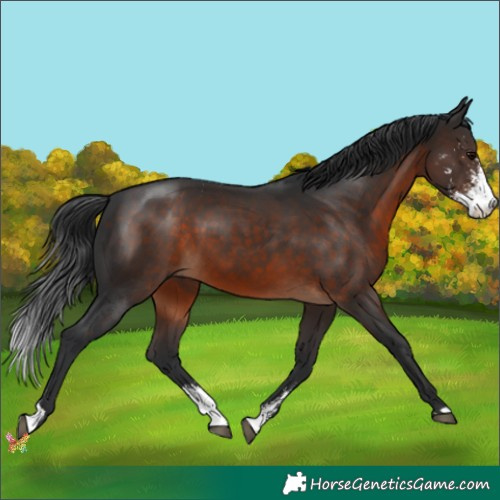 Horse Color:Brown Sabino 