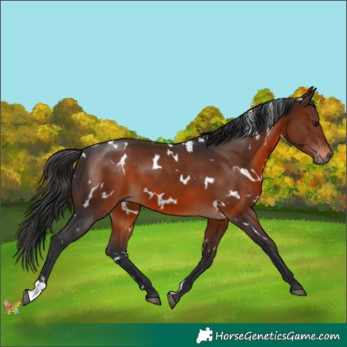 Horse Color:White Spotted Brown 