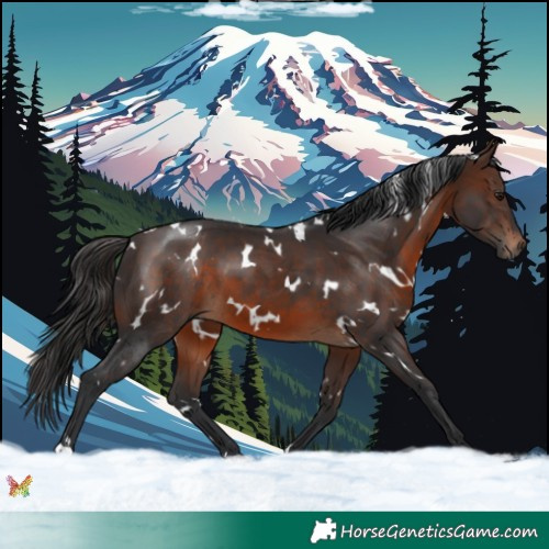 Horse Color:White Spotted Brown 