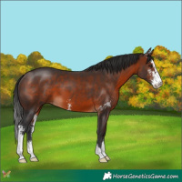 Horse Color:Brown Sabino 
