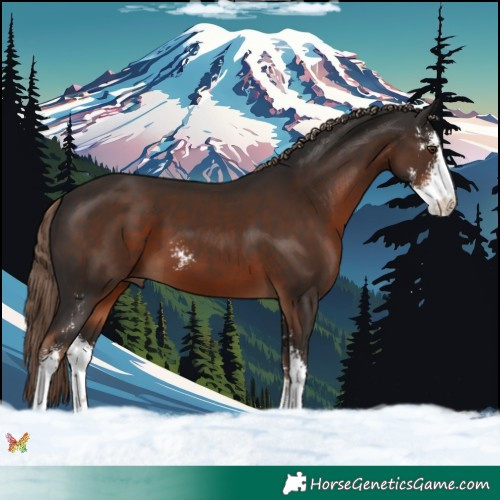 Horse Color:Liver Chestnut Sabino 