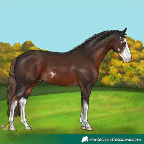 Horse Color:Liver Chestnut Sabino 