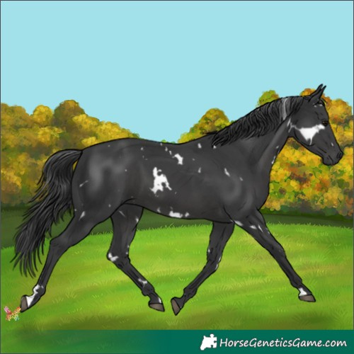 Horse Color:White Spotted Black 
