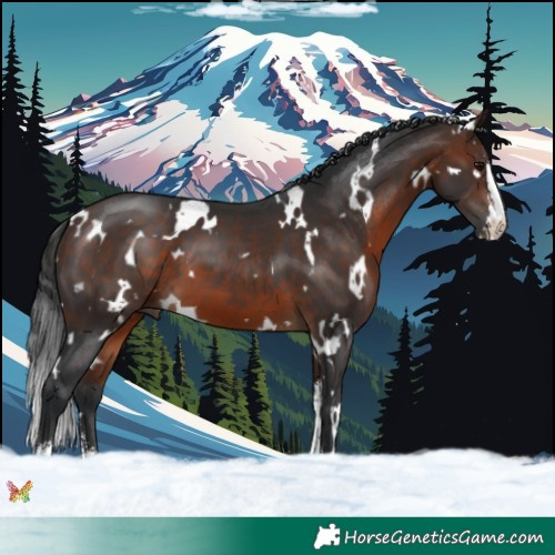 Horse Color:White Spotted Brown Sabino 
