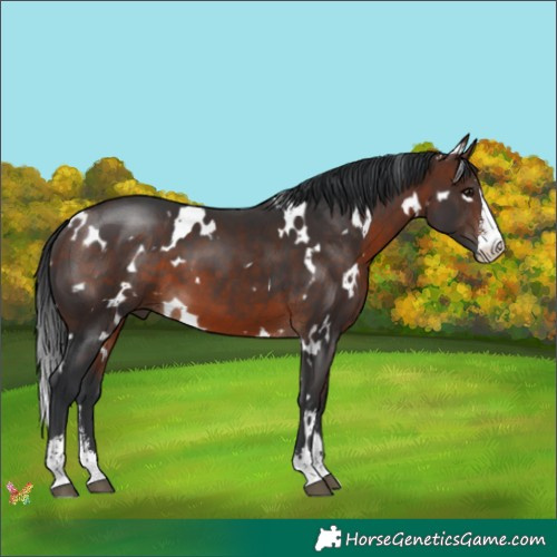 Horse Color:White Spotted Brown Sabino 
