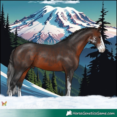 Horse Color:Brown Sabino 