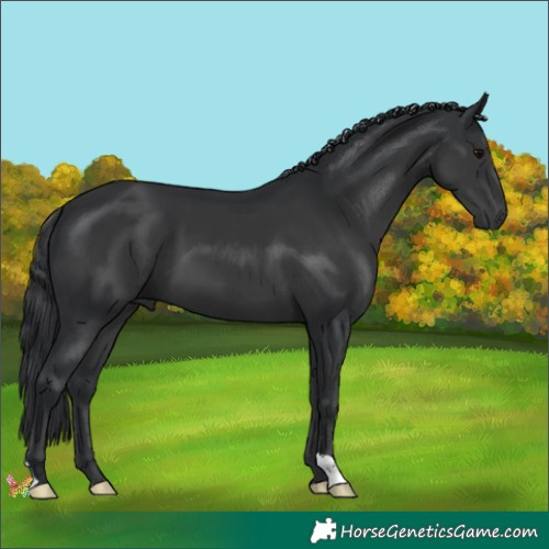 Horse Color:Black 