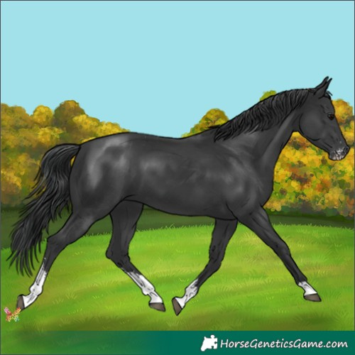 Horse Color:Black Sabino 