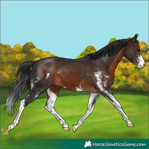 Horse Color:Brown Sabino 