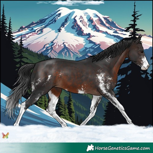 Horse Color:Brown Sabino 