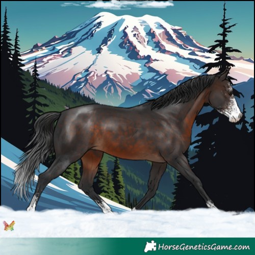 Horse Color:Brown Sabino 